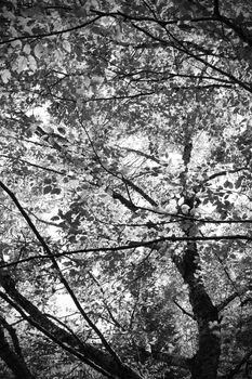 Dramatic black and white underneath a tree looking up at leaves