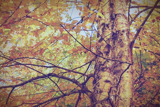 Yellow birch during fall or autumn, instagram filter