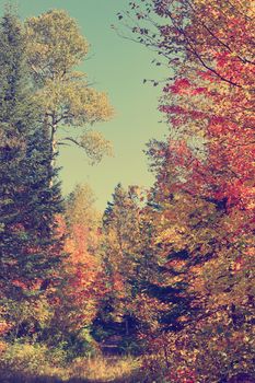 Autumn forest with path, vintage instagram look
