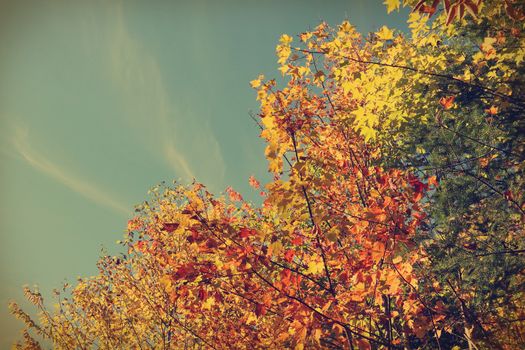 Fall forest colors and sky, color filters, instagram look