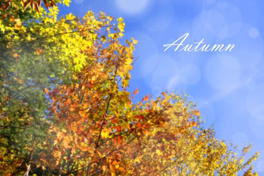 Fall forest colors, red, yellow, green leaves and bright blue sky, Autumn text
