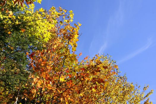 Fall forest, red, yellow, green leaves against bright blue sky, copy space