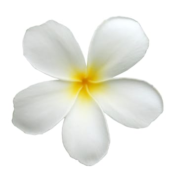 White Frangipani flowers