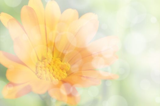 Soft orange flower and green background with bokeh light effects