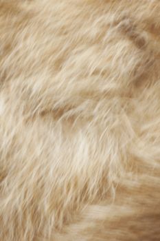 Soft blurred fur background