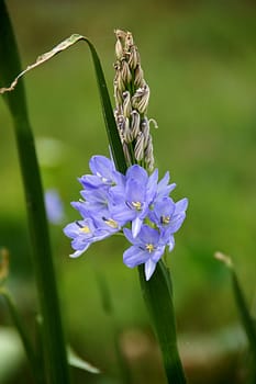 Purple flowers.