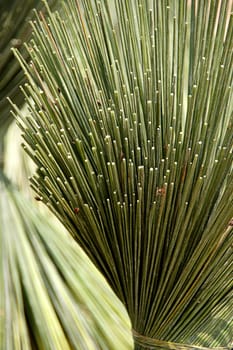 Papyrus for basketry.