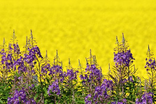 Purple loosestrife; Lythrum salicaria and golden yellow canola or colza flowers 