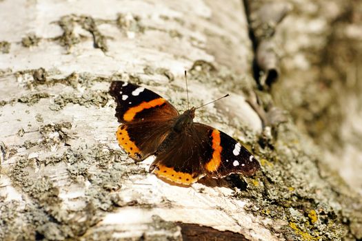 Red admiral butterfly, Vanessa atalanta, on white bark of a paper birch tree