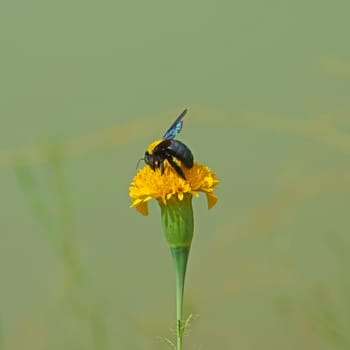 Close-up of bumblebee on Marigold orange.
