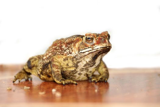 Toad standing on the tiles.
