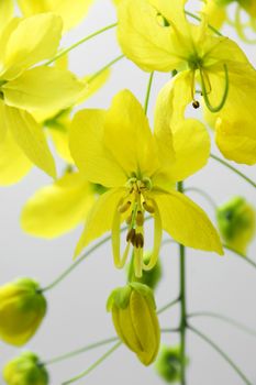 Yellow flower of Golden shower (Cassia fistula)