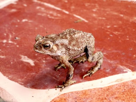 Toad standing on the tiles.