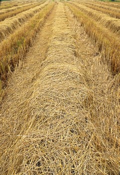 Straw for animal feed.