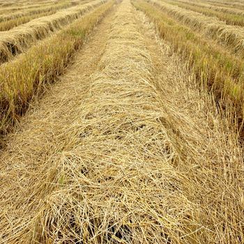 Straw for animal feed.