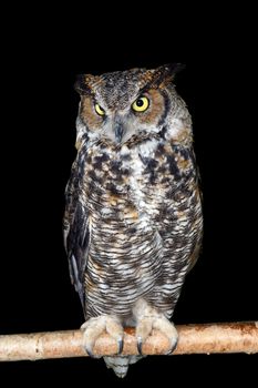 Great horned owl perched on branch over black, full body