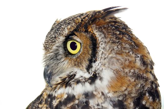 Profile of Great horned owl, Bubo virginianus, isolated on white