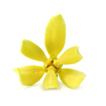 Yellow flower of Bhandari on white background., Scientific name: Artabotrys siamensis Mig.