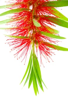 Red bottle brush flower isolated on white background, Scientific name: Callistemon lanceolatus DC.