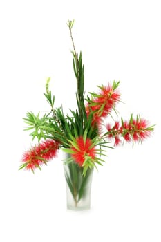 Red bottle brush flower isolated on white background, Scientific name: Callistemon lanceolatus DC.