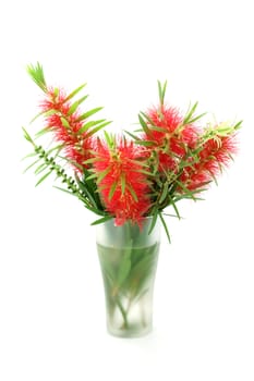 Red bottle brush flower isolated on white background, Scientific name: Callistemon lanceolatus DC.