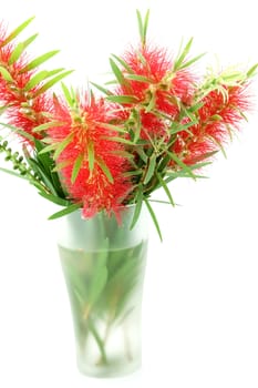 Red bottle brush flower isolated on white background, Scientific name: Callistemon lanceolatus DC.