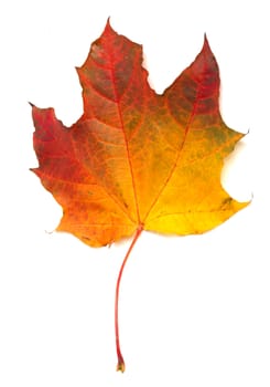 Maple colorful autumn leaf isolated on white background