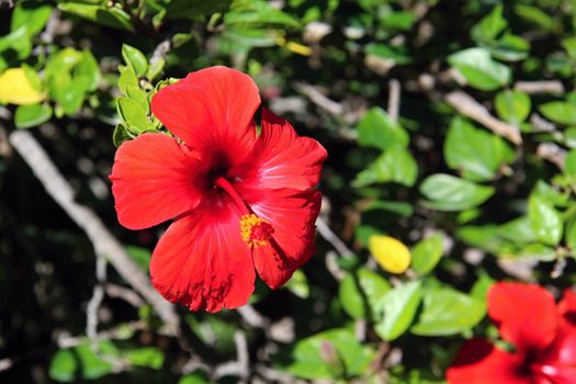 Photo of Spanish Flowers in the Parcs made in the late Summer time in Spain, 2013