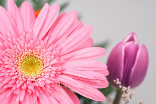 Pink gerbera and purple tulip in bouquet of flowers