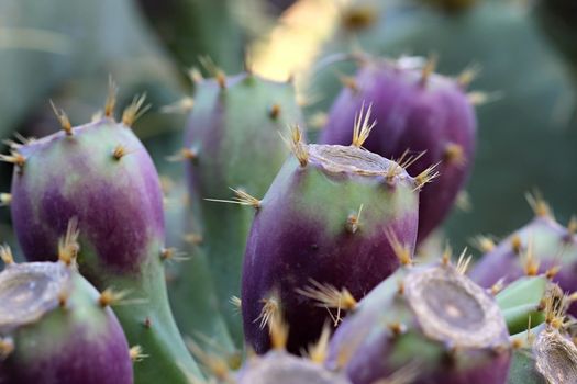 Photo of Beautiful Cactus in the Garden made in the late Summer time in Spain, 2013