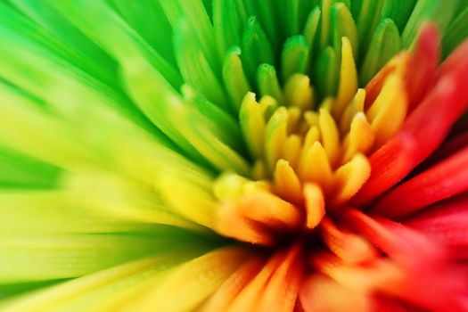 Beautiful macro of a multicolor flower with green, yellow, orange and red