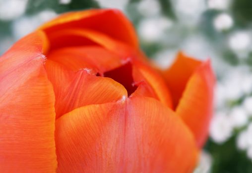 Macro of beautiful orange tulip flower           