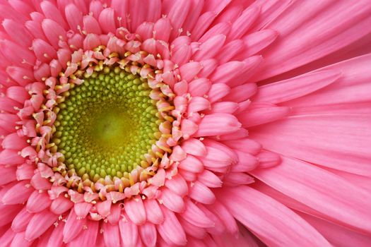Macro of beautiful pink gerbera daisy flower, stacked focus
