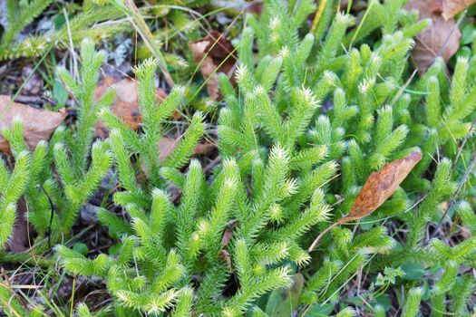 Beautiful and small club mosses, lycopodium sp., covering the boreal forest floor