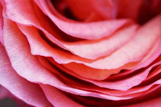 Rose petals macro: floral background