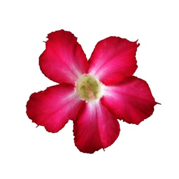 Desert Rose Flower on white background