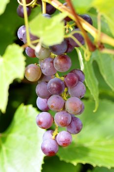 Grapes under the vine on a sunny day