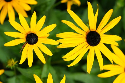 Fun floral background: yellow daisies or black-eyed Susan, Rudbeckia hirta