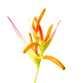Beautiful Heliconia flower blooming isolated on white background.