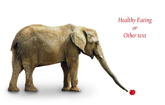 African elephant with reaching an apple with its trunk: nutrition, diet, healty eating concept