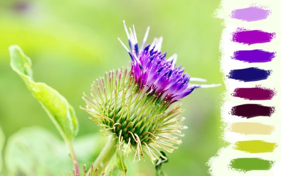 Great floral background with purple thistle flower over vivid green.