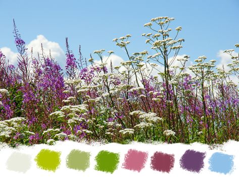 Beautiful purple fireweed and white valerian wildflowers color palette