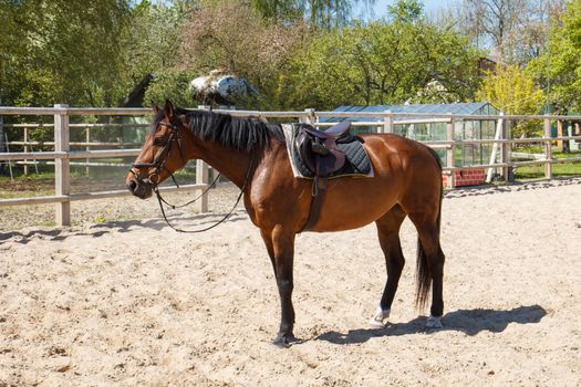 A brown saddled tamed horse in a fenced area