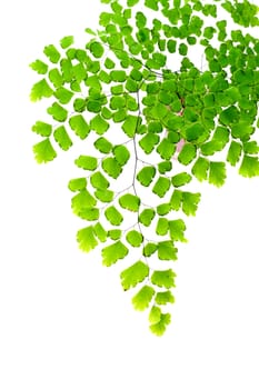 Adiantum fern leaves  on white background