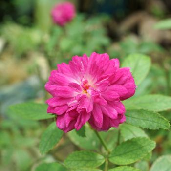 Pink baby rose in the garden