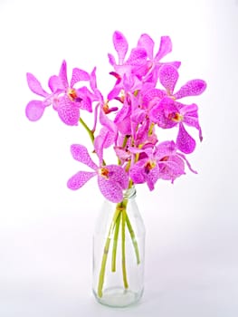 Pink mokara orchids isolated on white background.