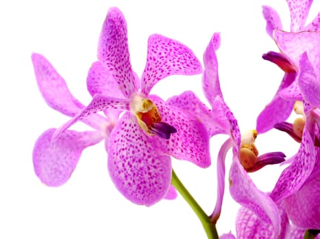 Pink mokara orchids isolated on white background.