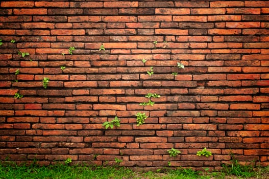 old wall with little tree