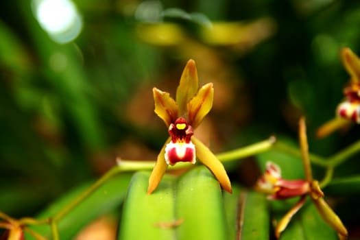 Beautiful orchid flower of Cymbidium finlaysonianum.