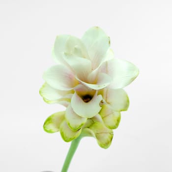 Siam tulip isolated on white background
